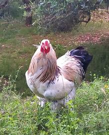 Gallo di razza brahma