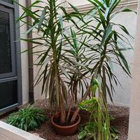 Yucca gigantea