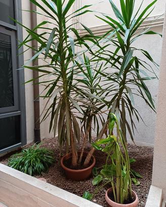 Yucca gigantea
