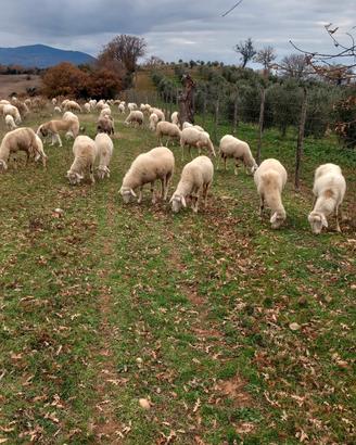 Pecore amiatine