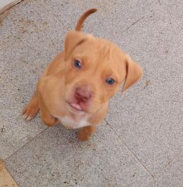 Pitbull