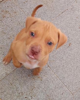 Pitbull