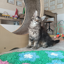 Cuccioli di Maine Coon