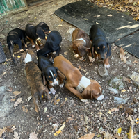 Cuccioli di segugio