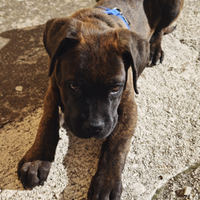 Cane Corso