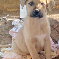 Cuccioli futura taglia media