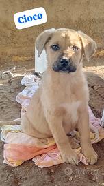 Cuccioli simil Labrador