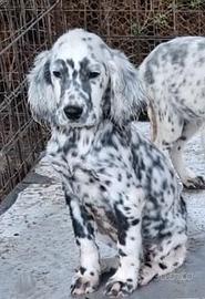 Cucciolo setter inglese