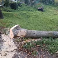 Tronco di noce nazionale