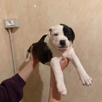 Amstaff-pitt