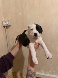 Amstaff