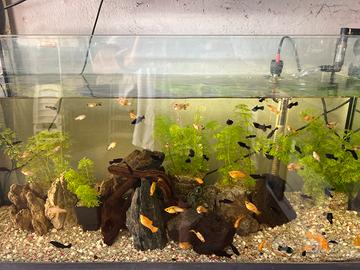 Pesci platy black
