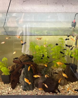 Pesci platy black