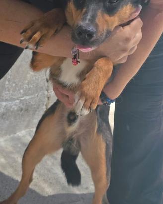 Cane taglia piccola