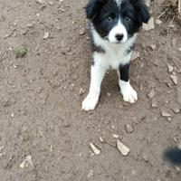 Cuccioli maschi e femmine border collie The Best