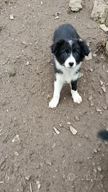 Cuccioli maschi e femmine border collie The Best