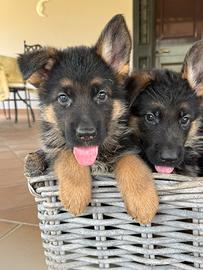 Cuccioli Pastore Tedesco con pedigree
