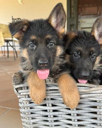 Cuccioli Pastore Tedesco con pedigree