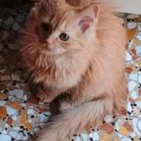 Cucciola di gatto siberiano