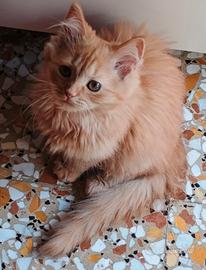 Cucciola di gatto siberiano