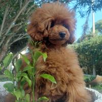BARBONE TOY 28 cm/Pedigree Enci/5 mesi/