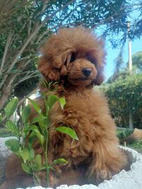 BARBONE TOY 28 cm/Pedigree Enci/5 mesi/