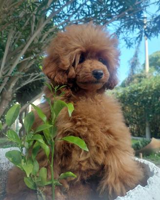 BARBONE TOY 28 cm/Pedigree Enci/5 mesi/