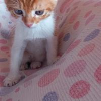 Cuccioli di gatto