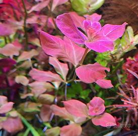 ludwigia ovalis pink 