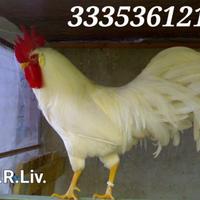 Galline livornesi