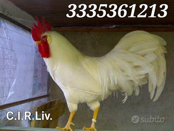 Galline livornesi