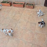 Cuccioli Simil Beagle