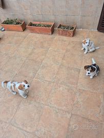 Cuccioli Simil Beagle