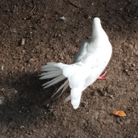 Colombi x matrimonio