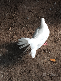 Colombi x matrimonio