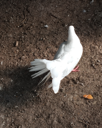 Colombi x matrimonio