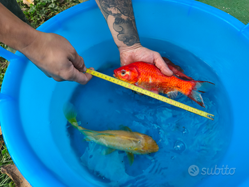 Pesci rossi XL