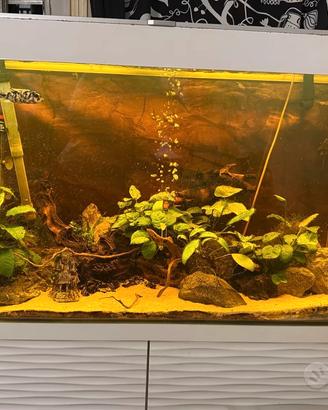Acquario 200 litri Askoll Ciano Emotion 100
