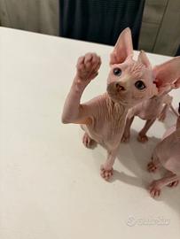 Sphynx maschietto