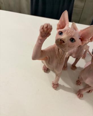 Sphynx maschietto