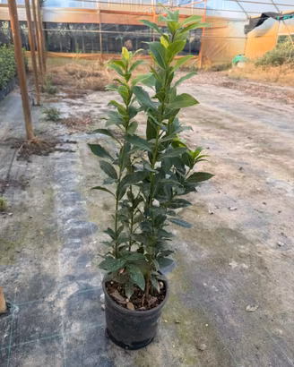 alloro vaso 18