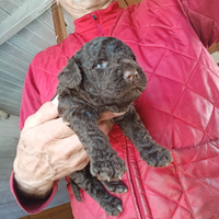 Lagotto Romagnolo cuccioli