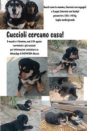 Cuccioli di cane
