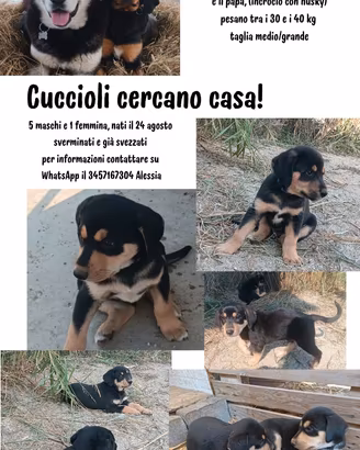 Cuccioli di cane