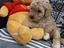Immagine 3
