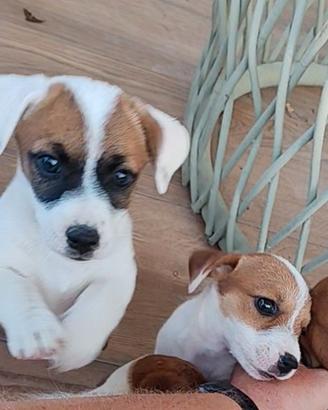 Cuccioli di Jack Russel