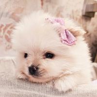 Volpino di pomerania pedigree Enci