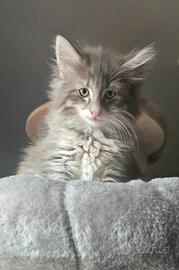 Cuccioli di norvegese delle foreste