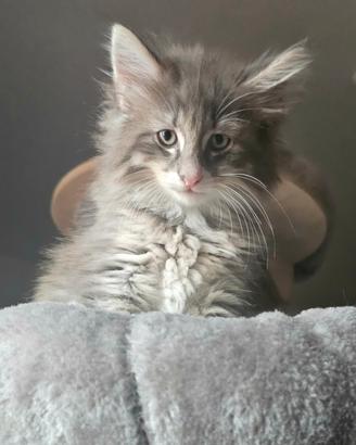 Cuccioli di norvegese delle foreste