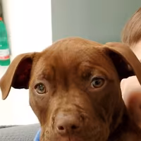 American Pitbull terrier